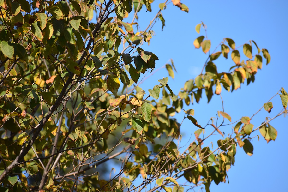 Reinita Palmera - ML647027697