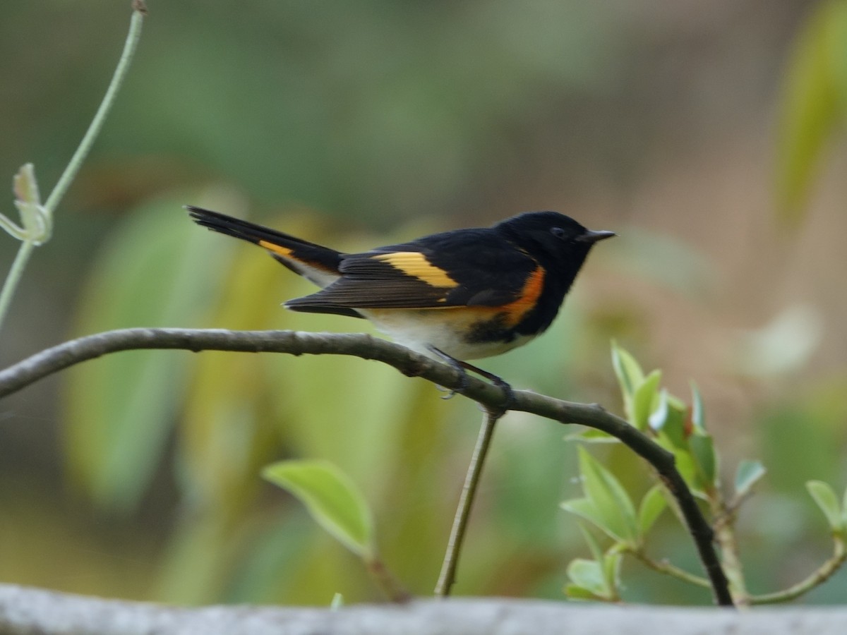 סבכון חכלילי - ML647027698