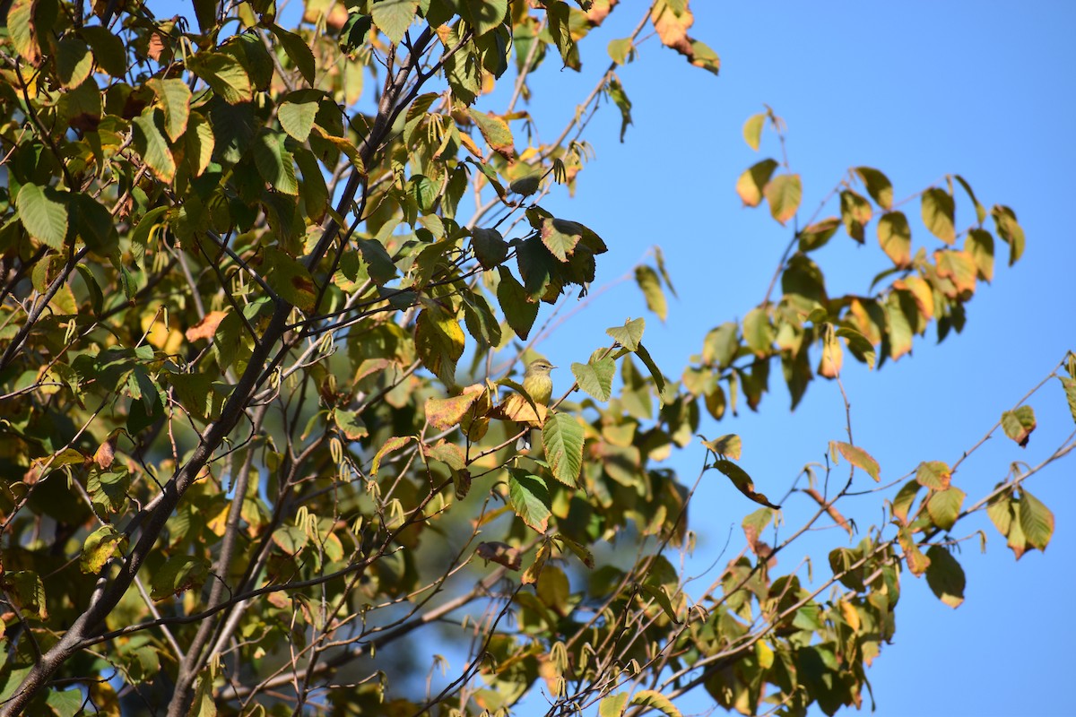 Reinita Palmera - ML647027699