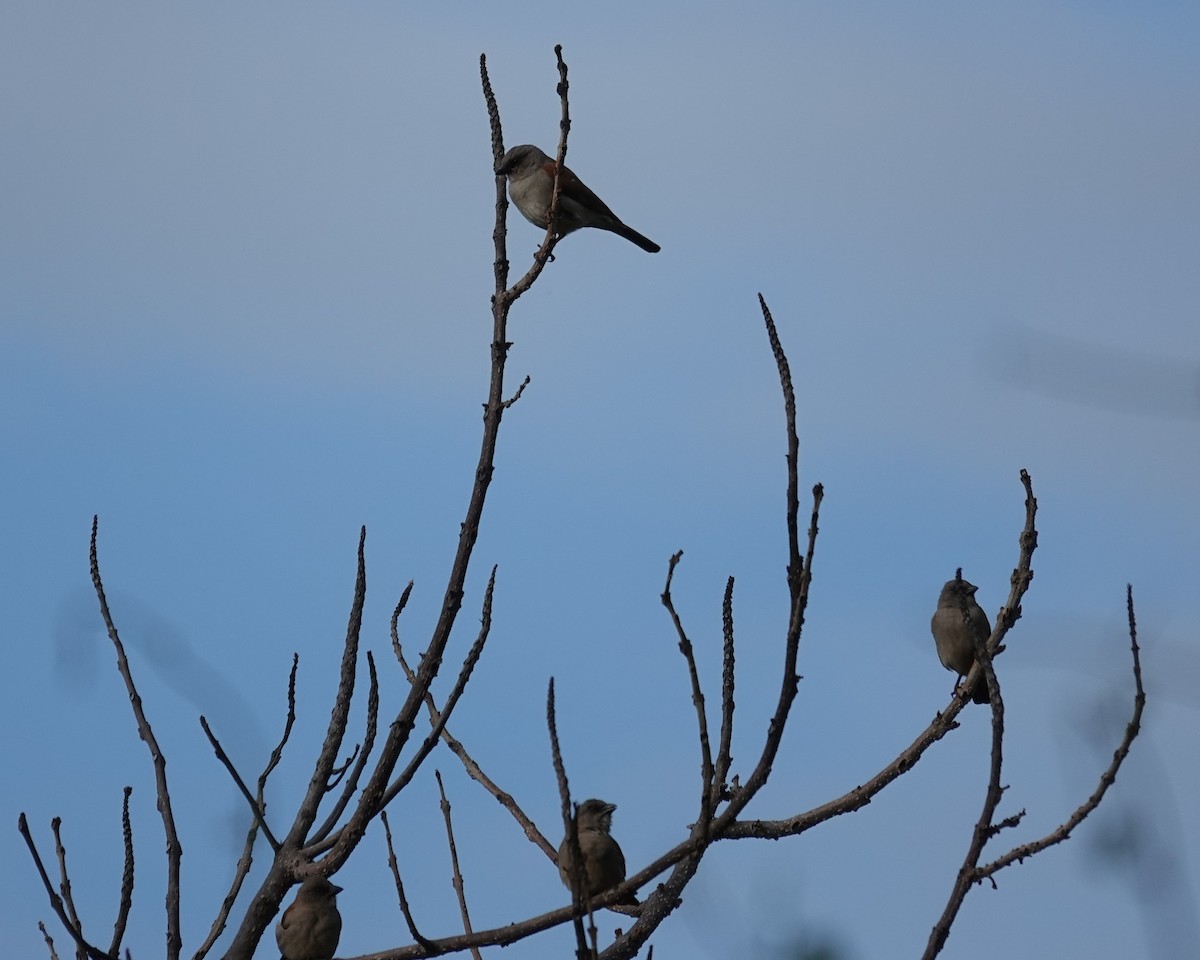 Northern Gray-headed Sparrow - ML647027701