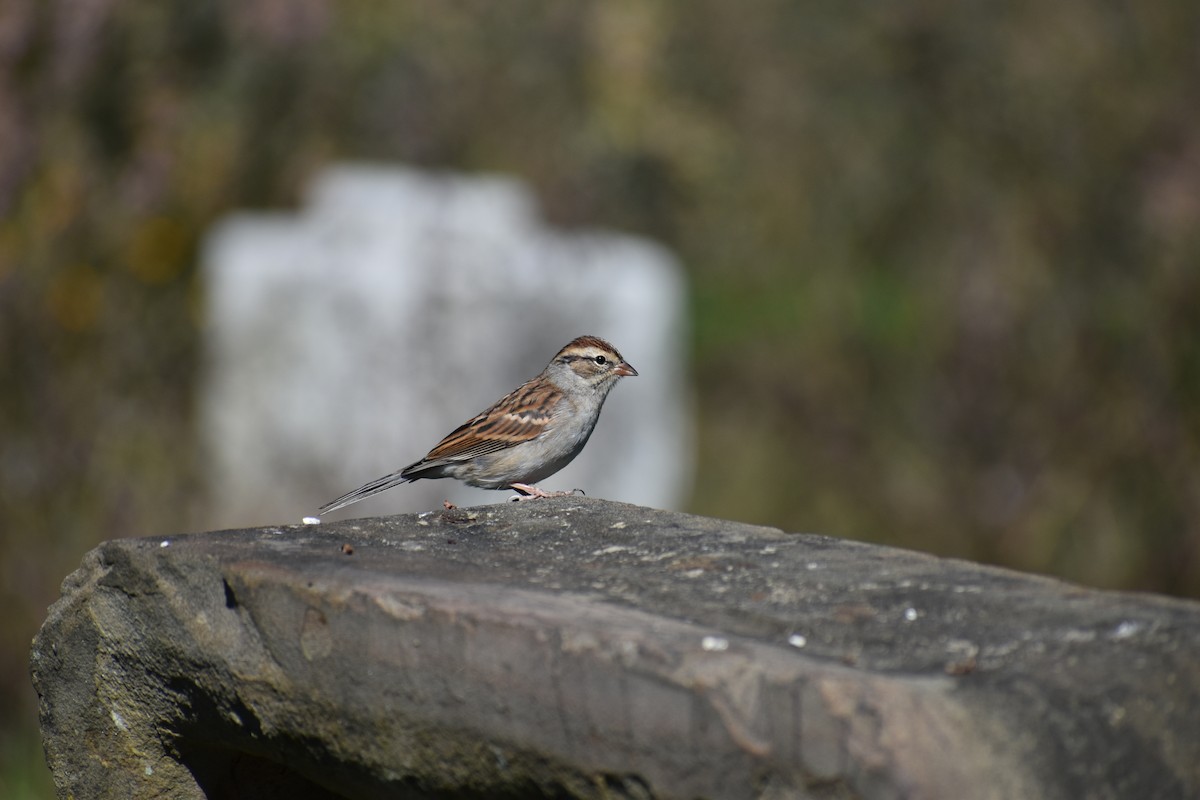 Chingolo Cejiblanco - ML647027707