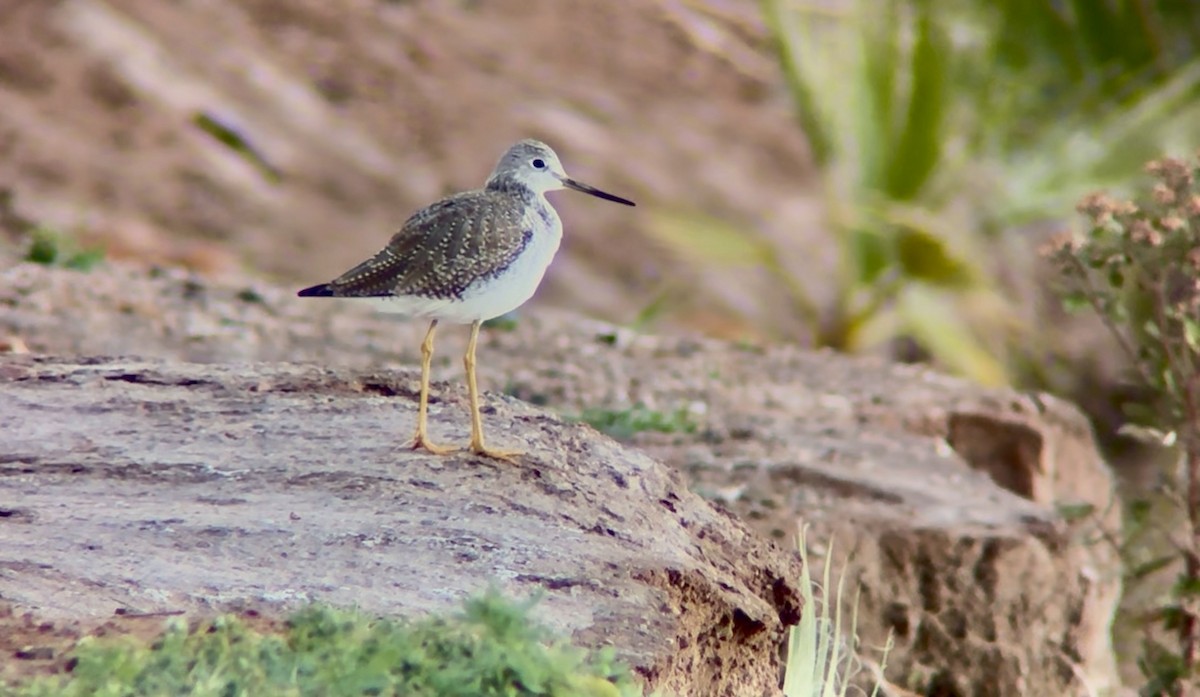 Greater Yellowlegs - ML647027708