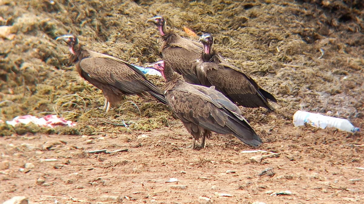 Hooded Vulture - ML647027710