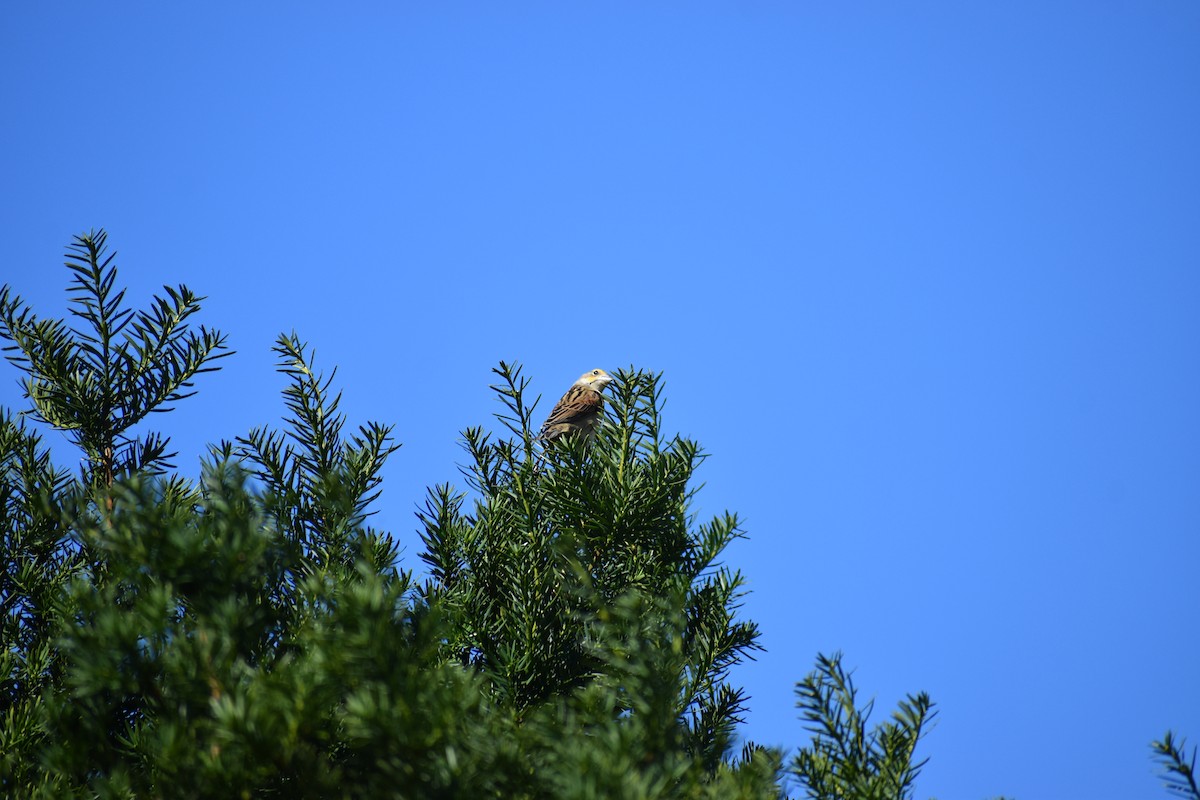 Arrocero - ML647027711