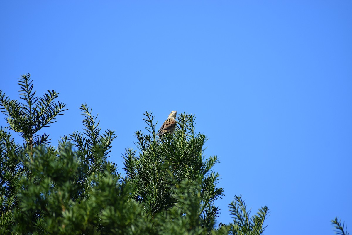 Arrocero - ML647027712