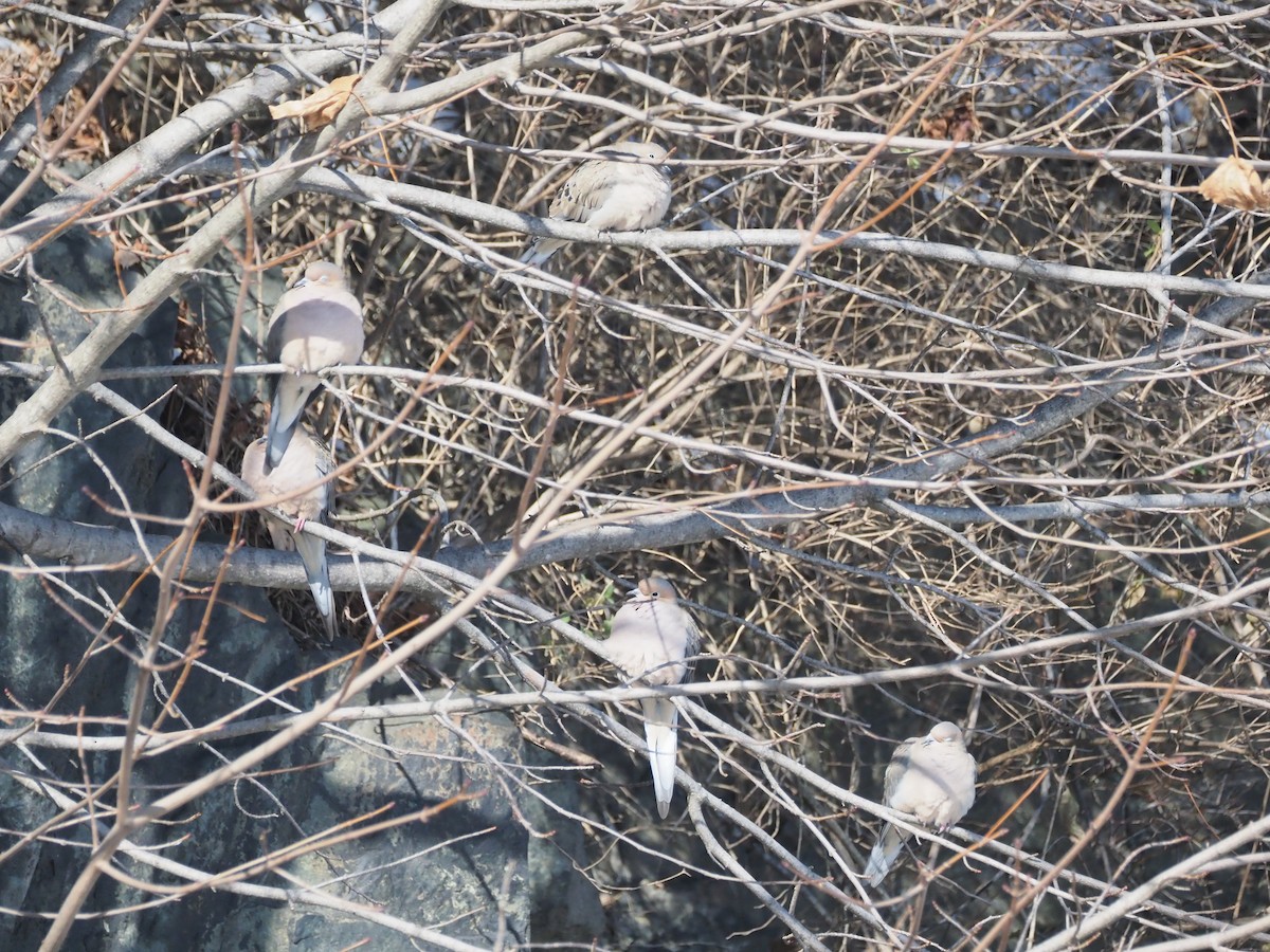 Mourning Dove - ML647027713