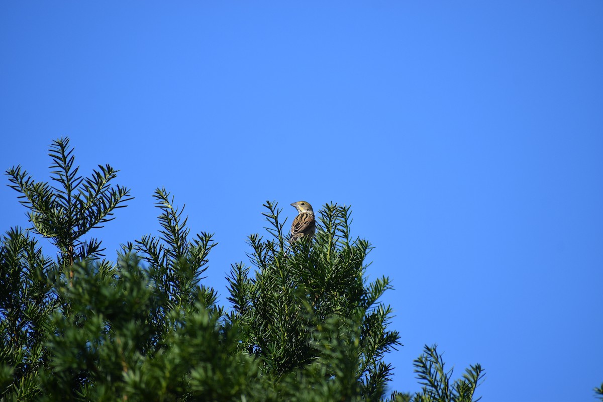 Arrocero - ML647027715