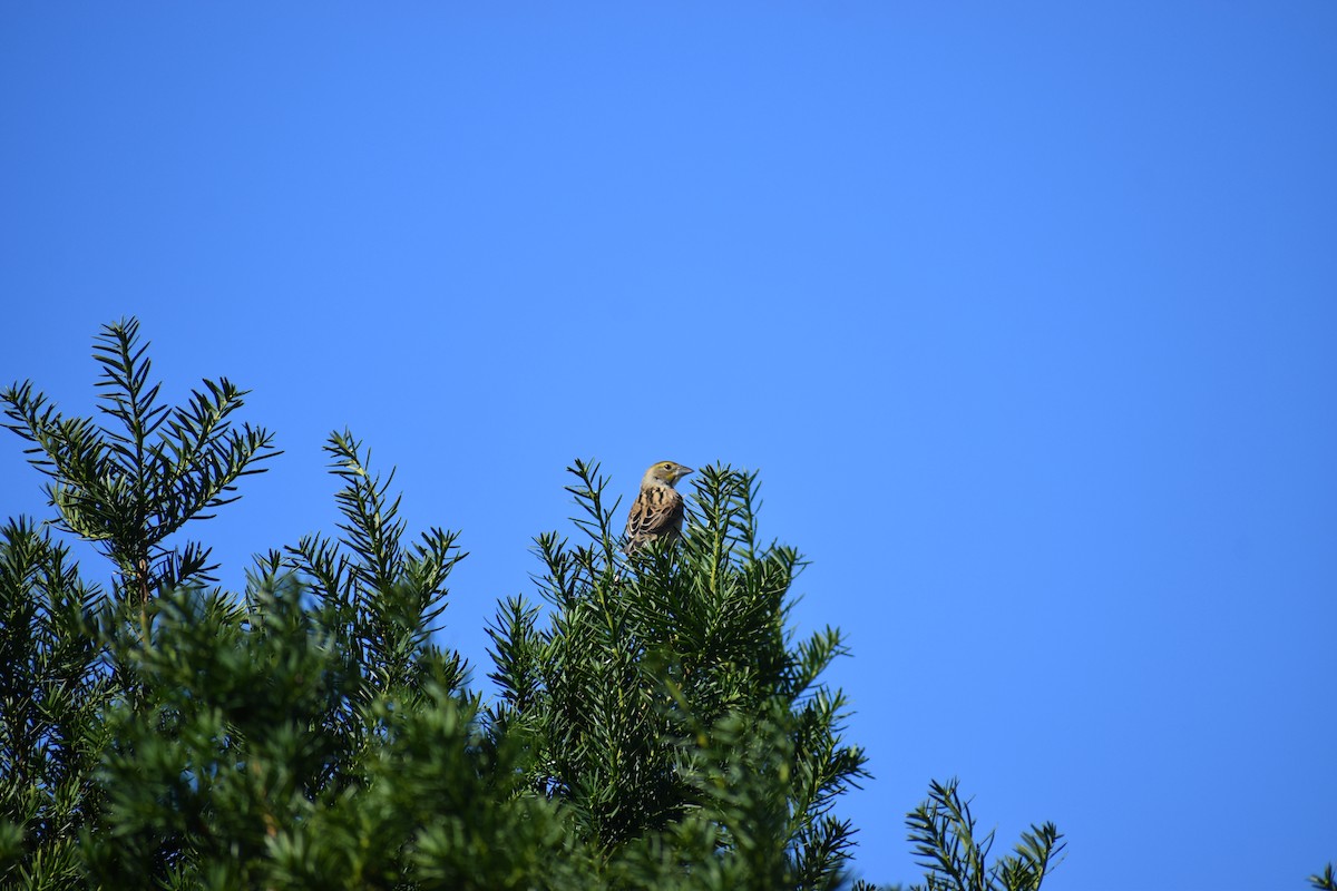 Arrocero - ML647027716