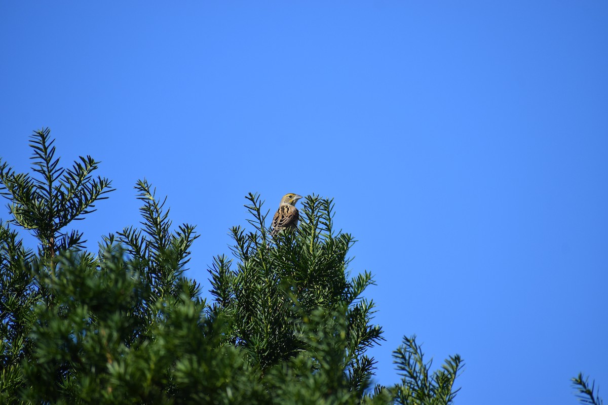 Arrocero - ML647027717