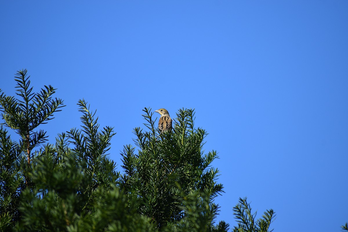 Arrocero - ML647027719