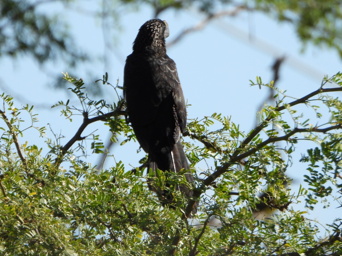 glattnebbani - ML647027739