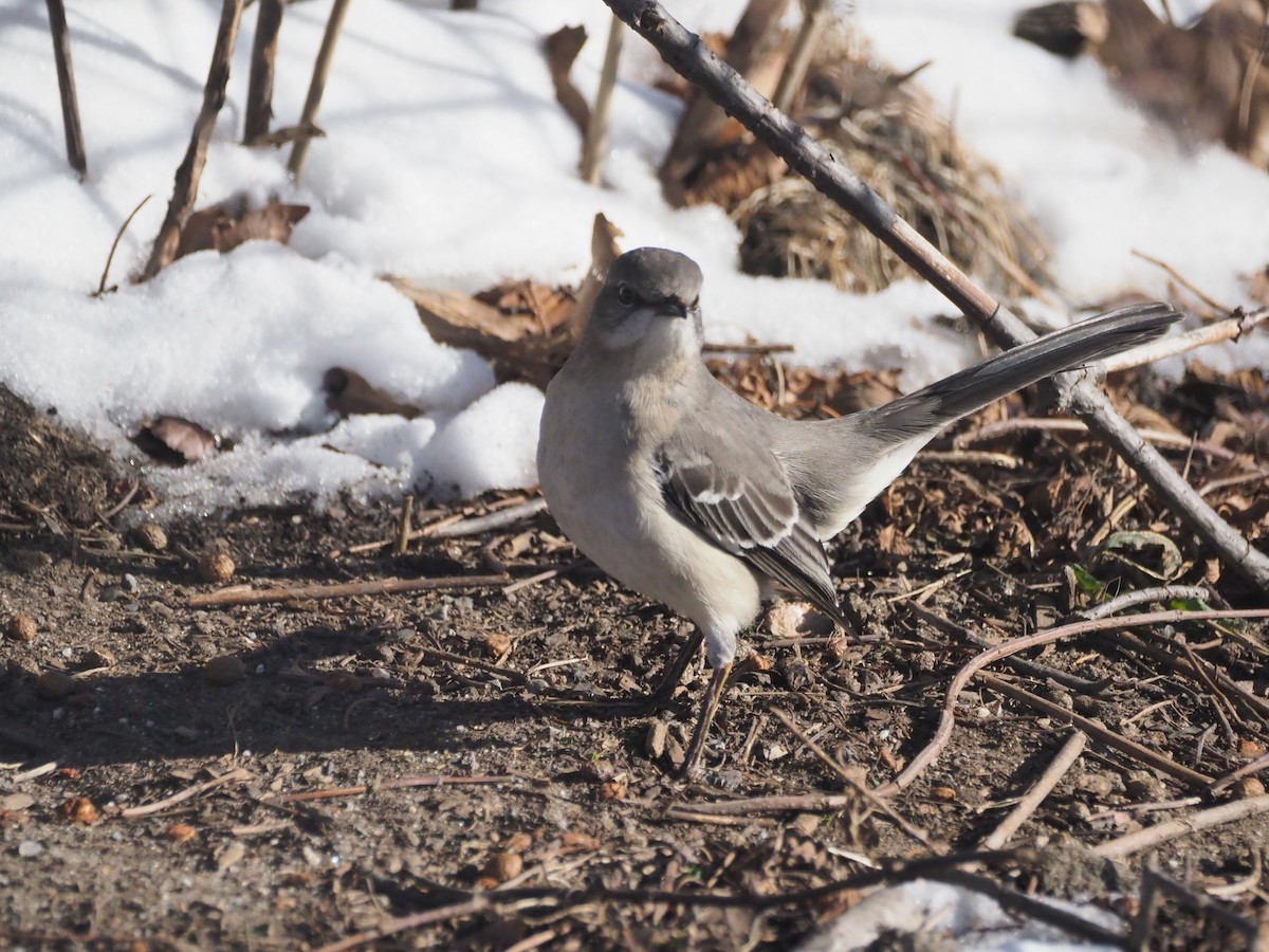 Northern Mockingbird - ML647027741