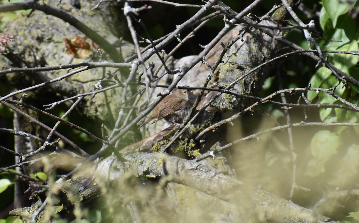 Northern House Wren - ML647027752