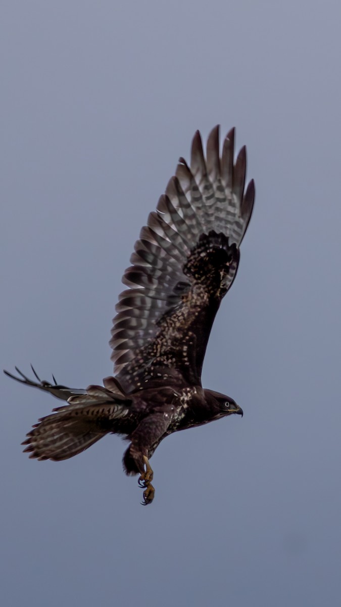 歐亞鵟 - ML647027753