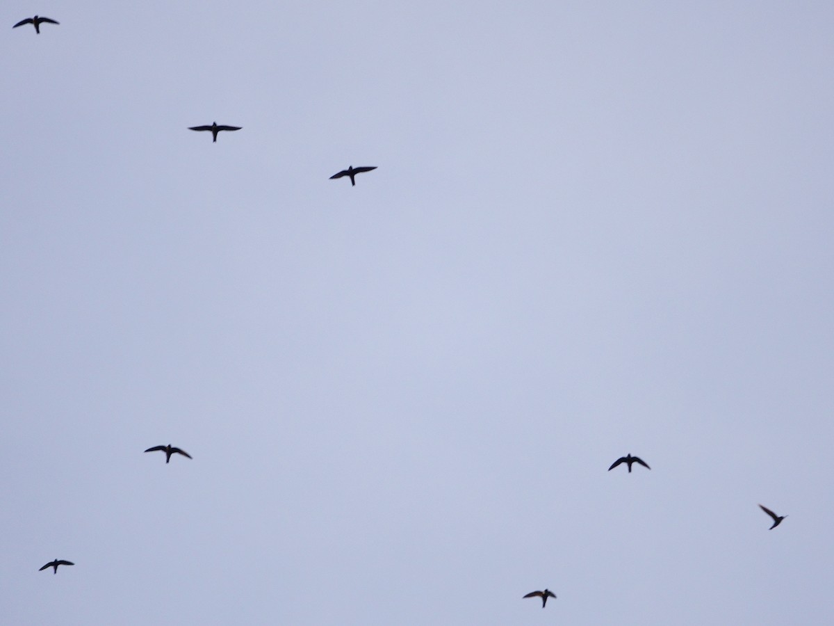 White-collared Swift - ML647027756