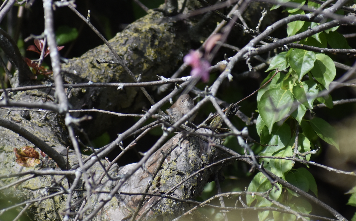Northern House Wren - ML647027757