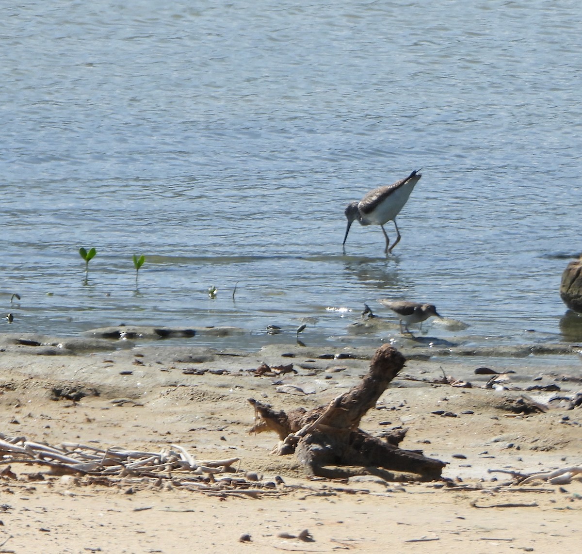 Greater Yellowlegs - ML647027765