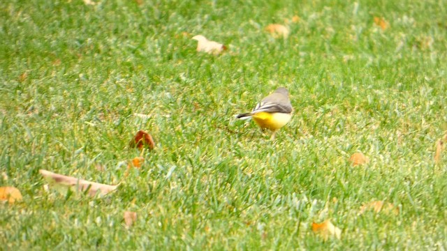 Gebirgsstelze - ML647027768