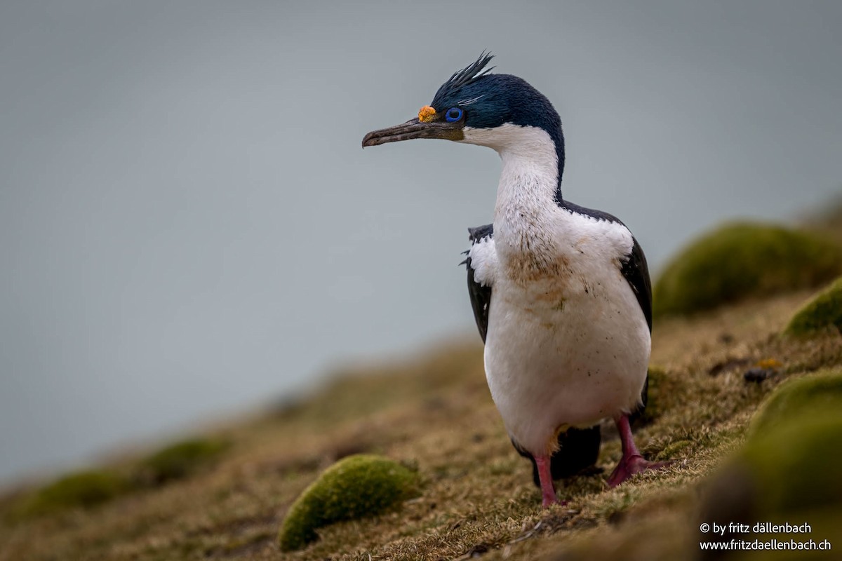 Imperial Cormorant - ML647027770