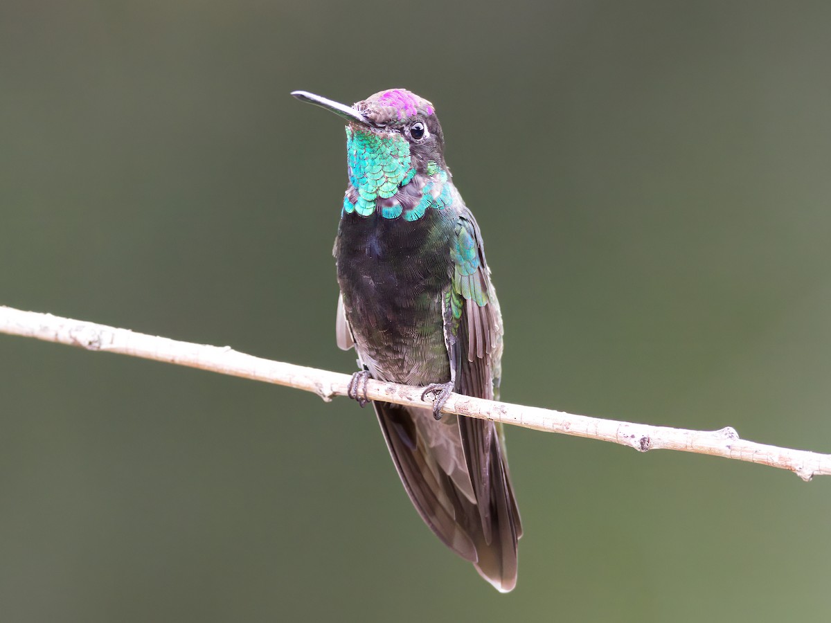 Rivoli's Hummingbird - ML647027773
