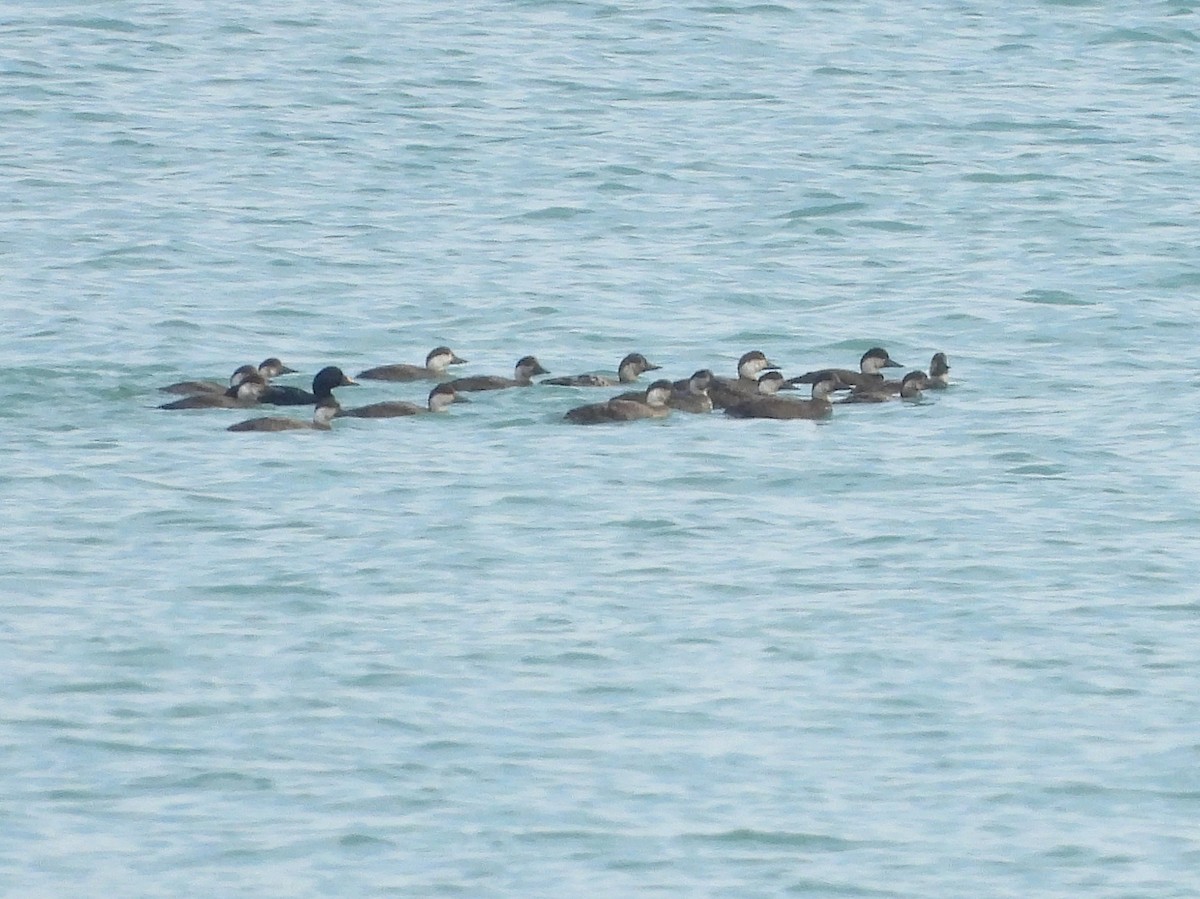 turpan černý - ML647027779