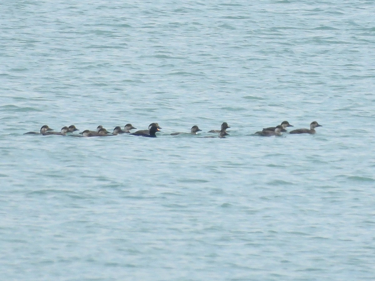 turpan černý - ML647027780