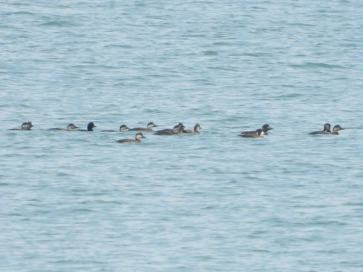 turpan černý - ML647027781