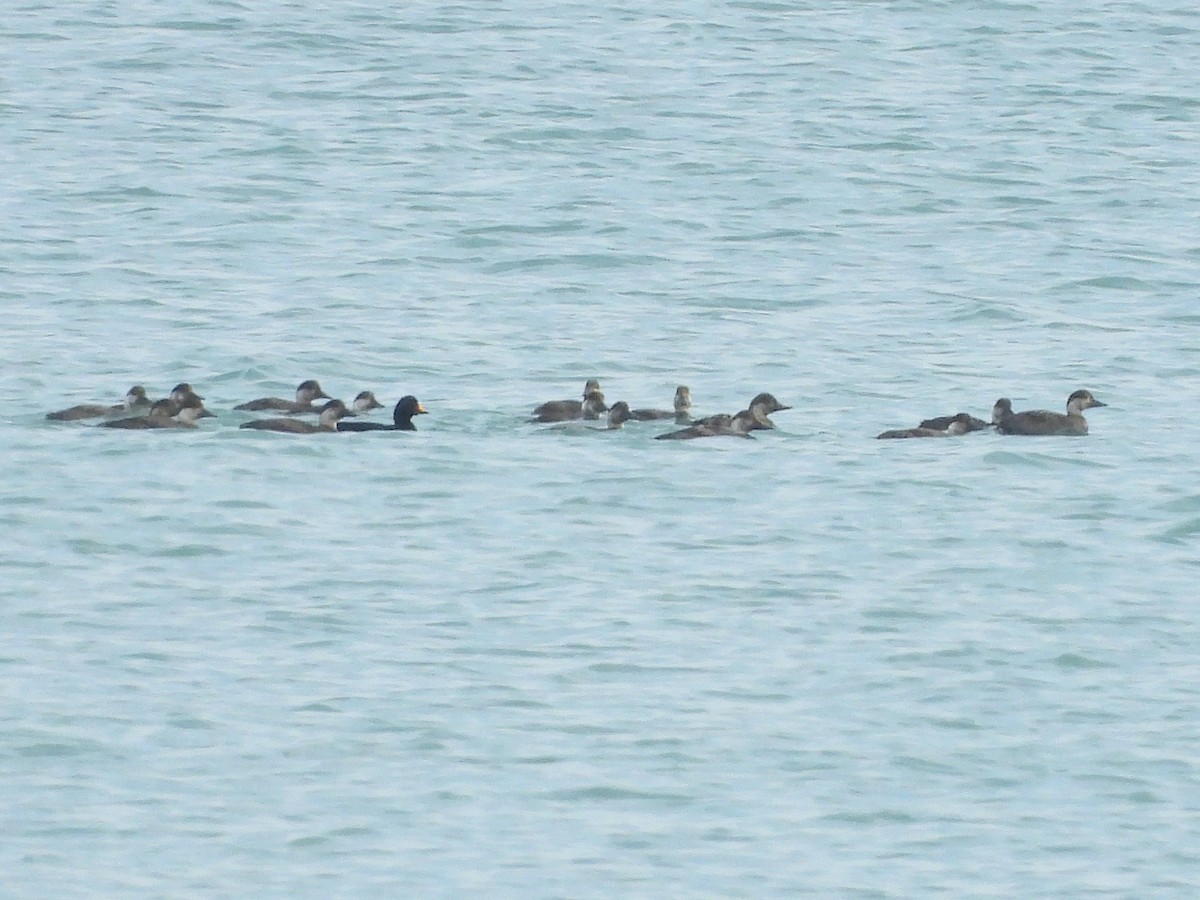 turpan černý - ML647027782