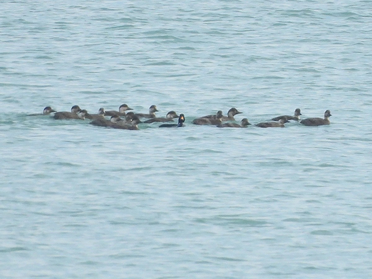 turpan černý - ML647027783