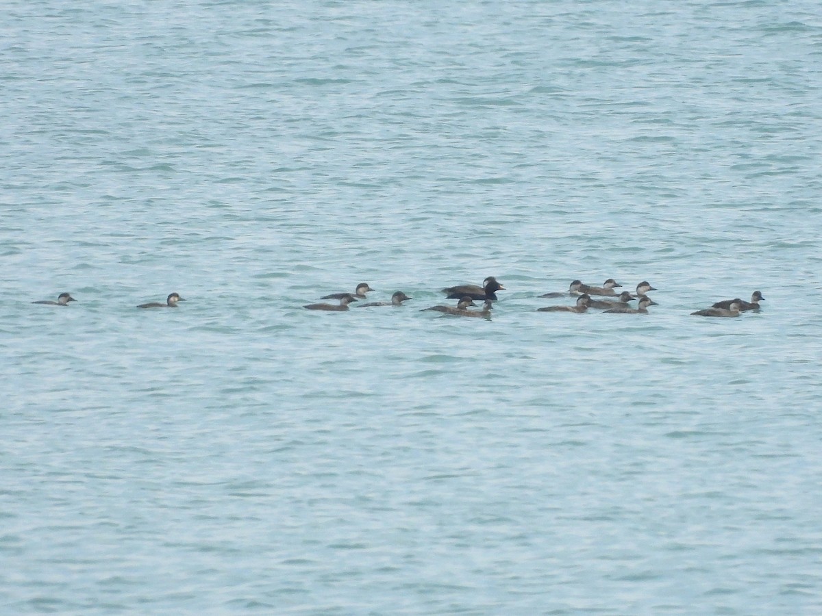 turpan černý - ML647027784