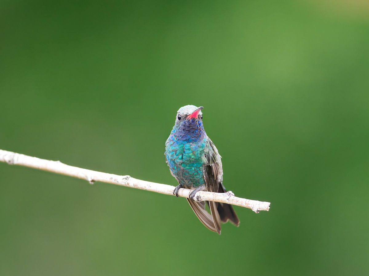 Broad-billed Hummingbird - ML647027791