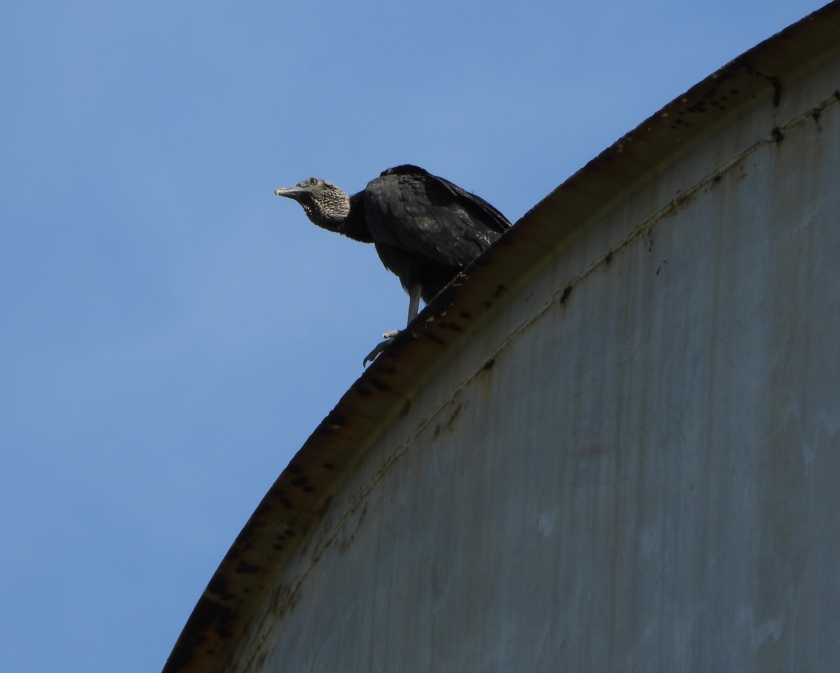 Black Vulture - ML647027797