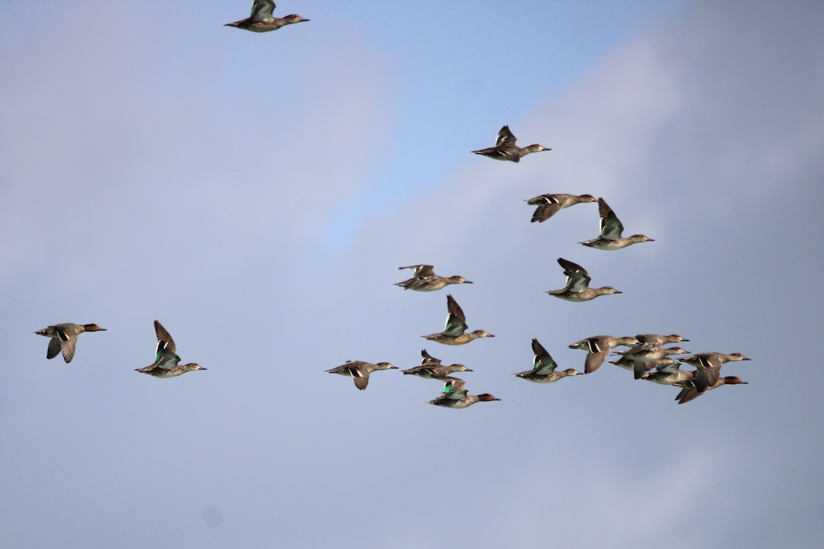 Green-winged Teal - ML647027799