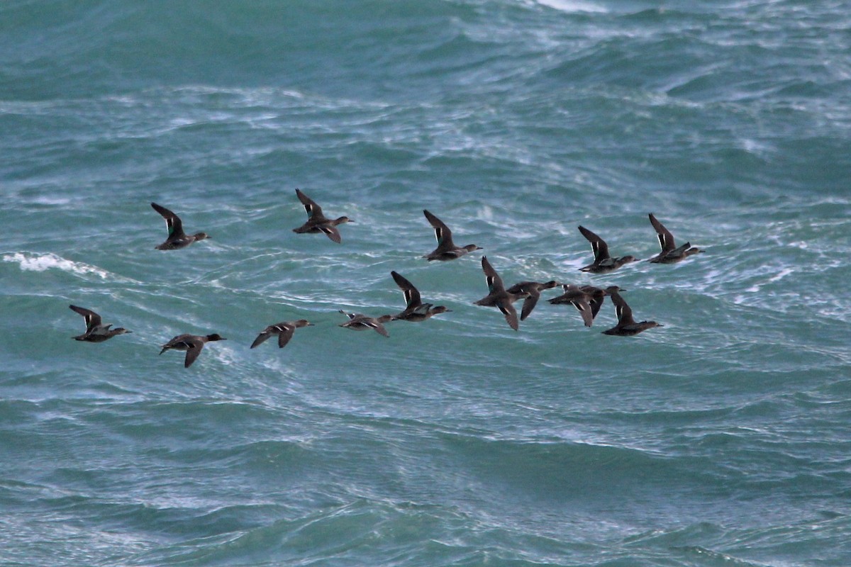 Green-winged Teal - ML647027801