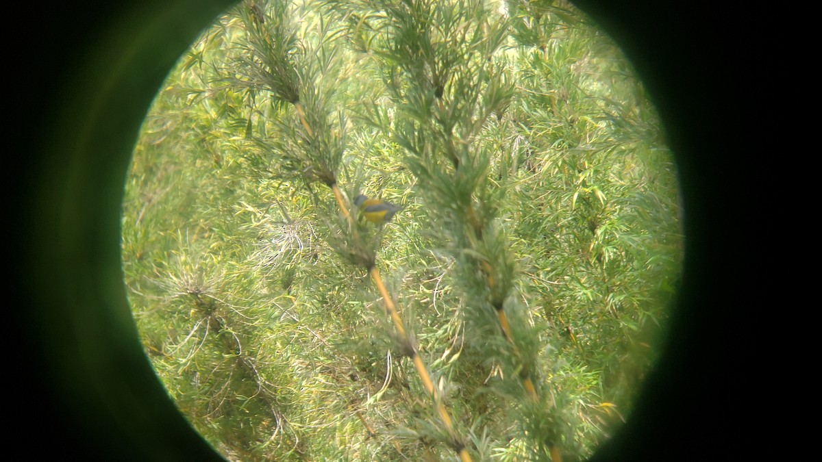 Вівсянчик патагонський - ML647027805