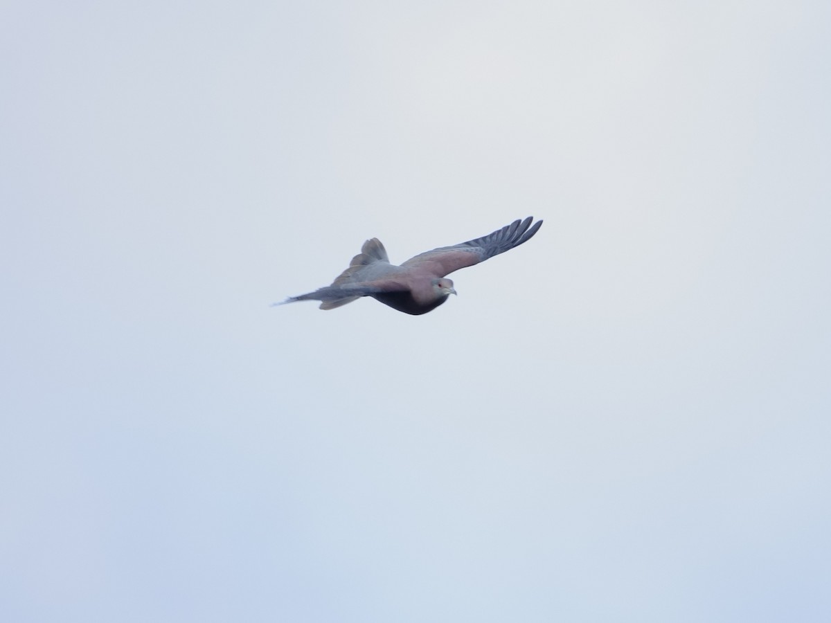 Paloma Colorada - ML647027811