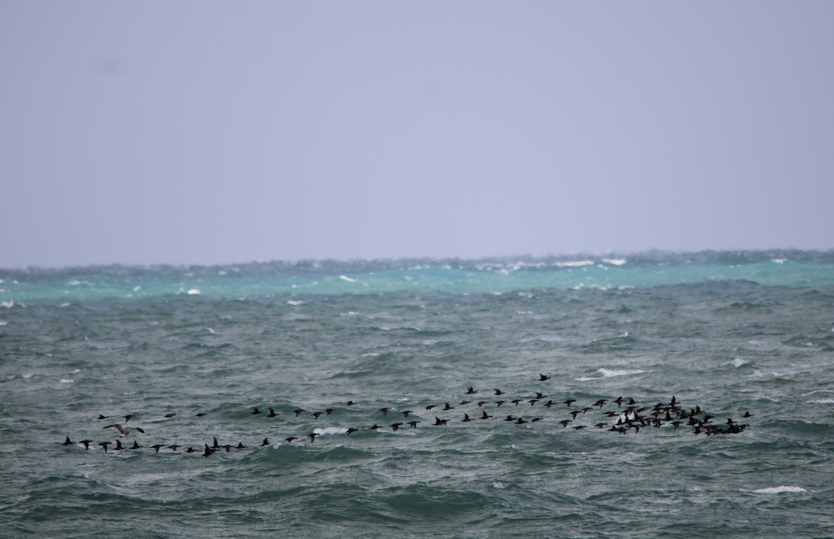 Black Scoter - ML647027813