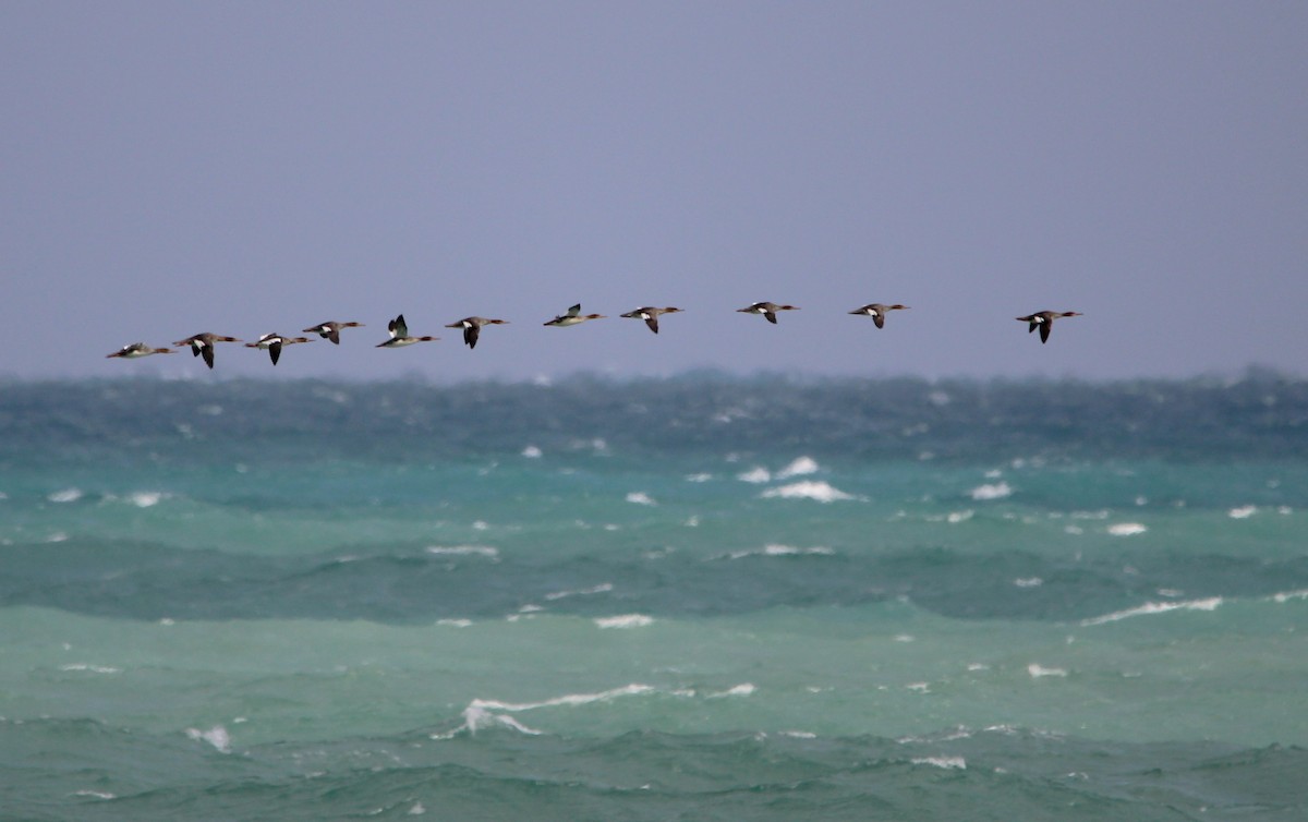 Red-breasted Merganser - ML647027815