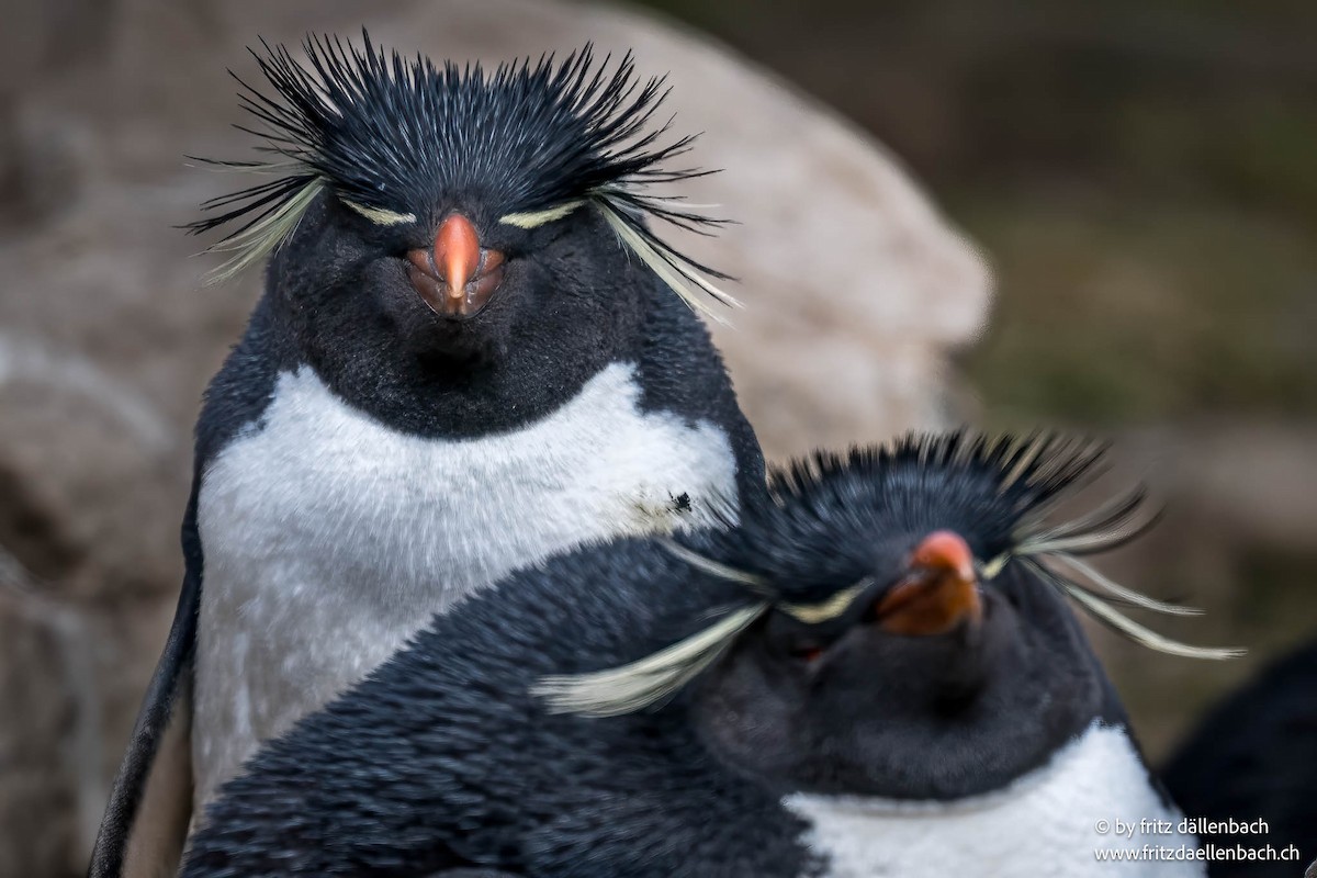 Western Rockhopper Penguin - ML647027821