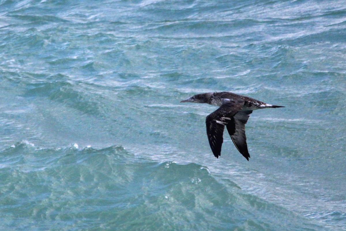 Northern Gannet - ML647027837