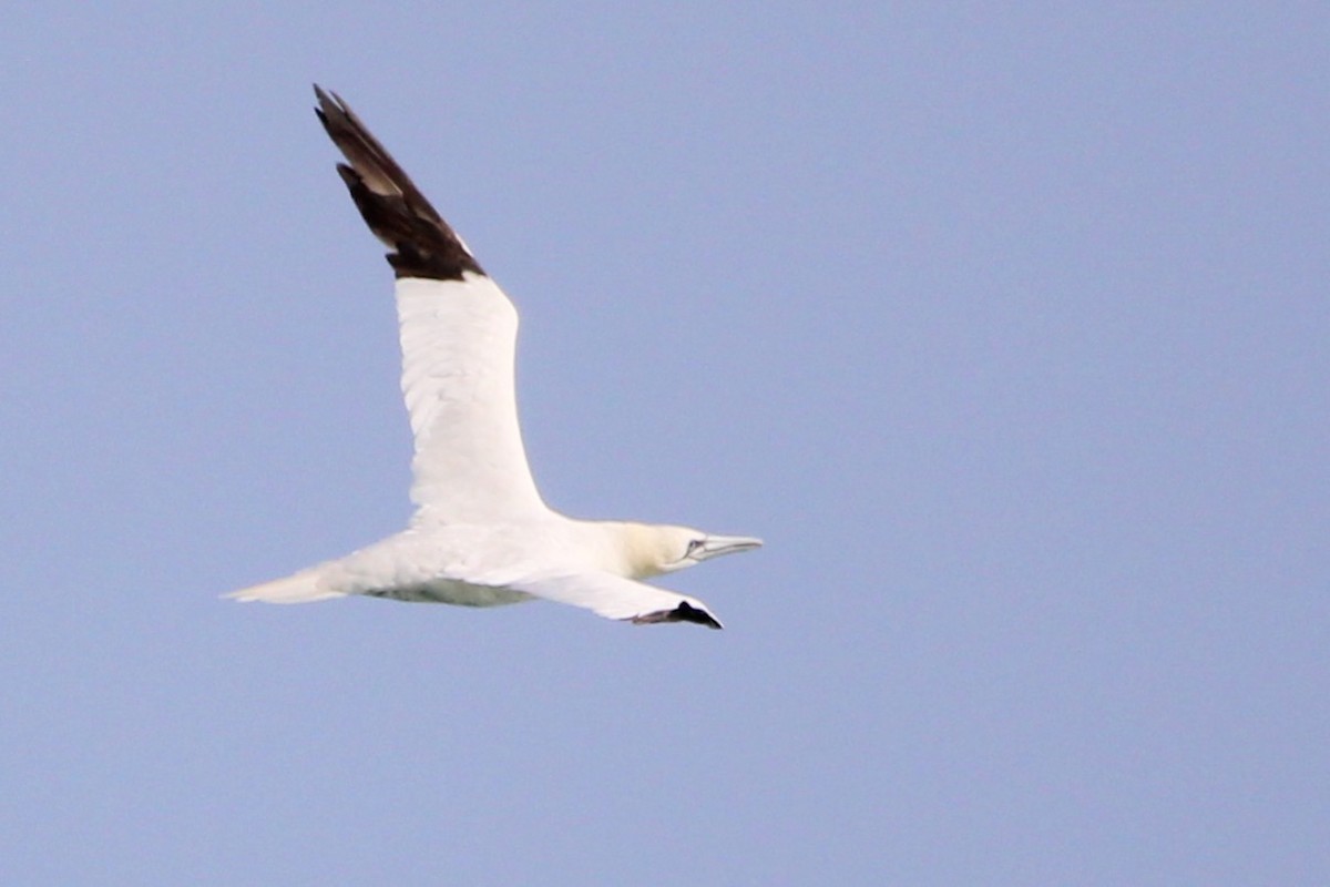 Northern Gannet - ML647027838