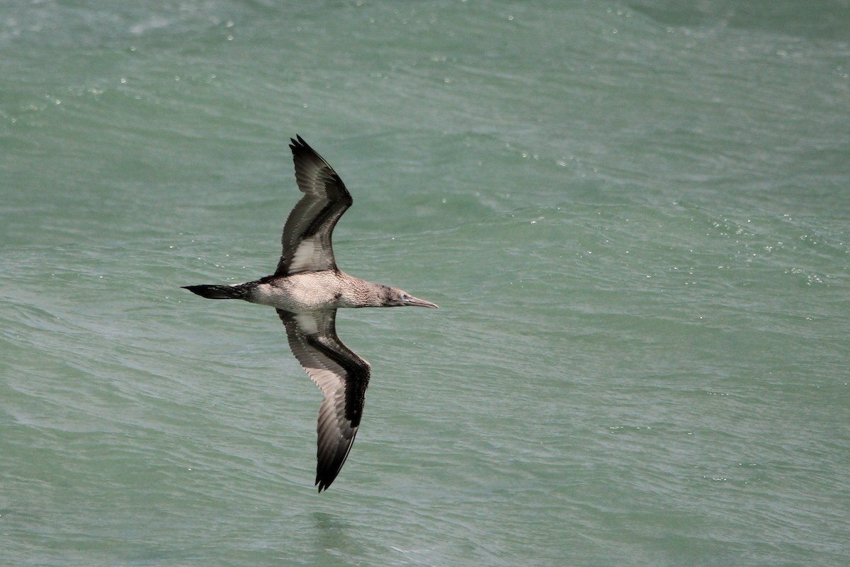 Northern Gannet - ML647027841