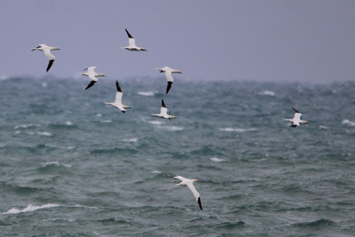 Northern Gannet - ML647027842