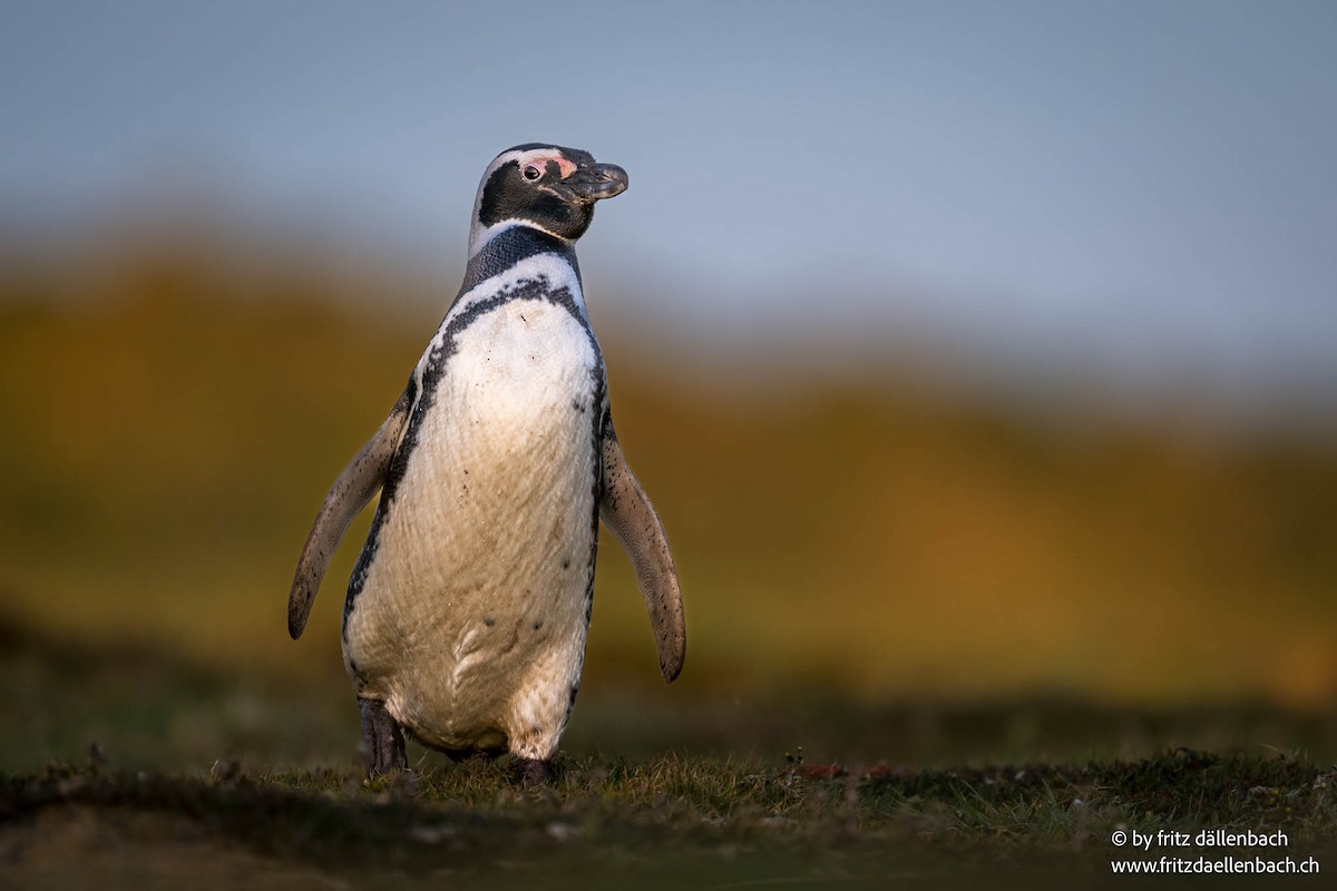 Magellanic Penguin - ML647027843