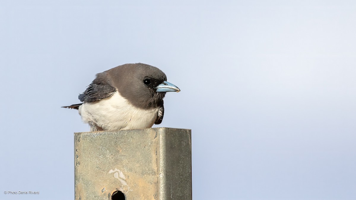 White-breasted Woodswallow - ML647027845