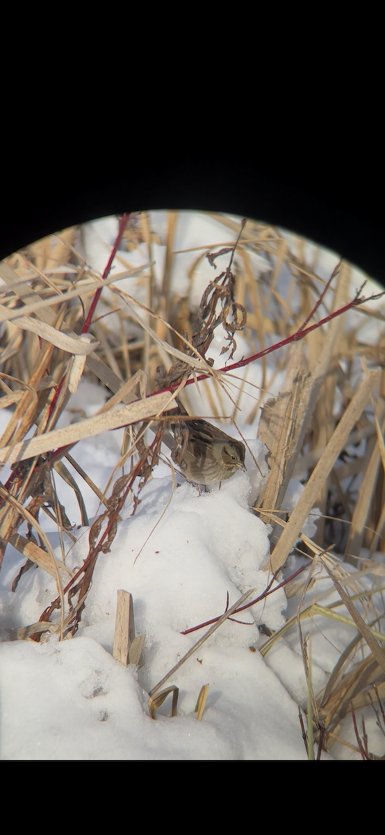 Swamp Sparrow - ML647027855