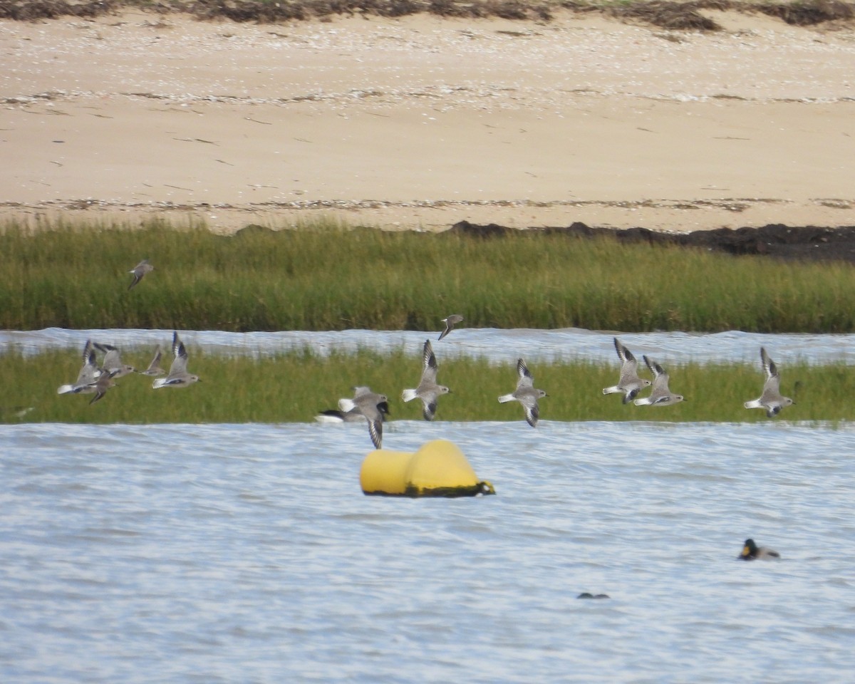 Pluvier argenté - ML647027859