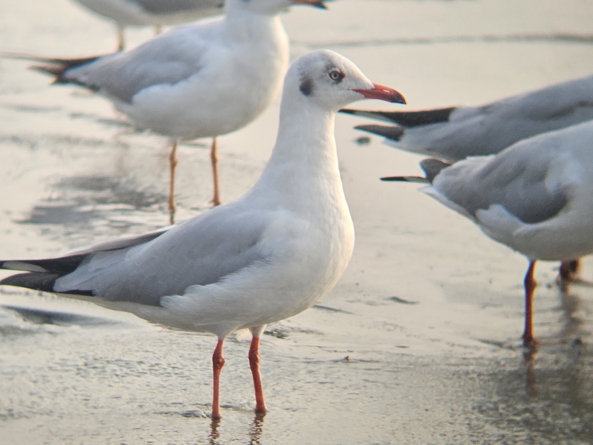 racek hnědohlavý - ML647027866