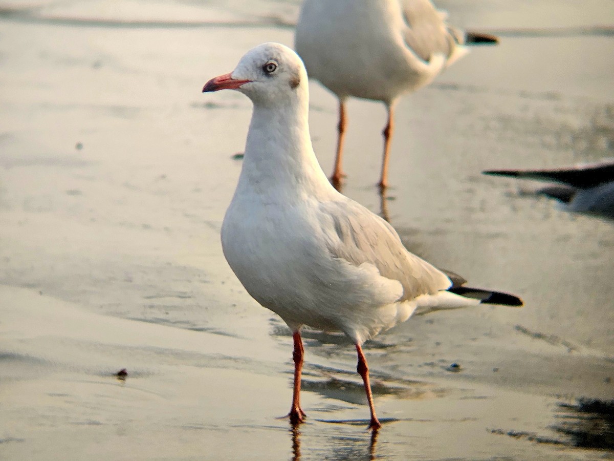 racek hnědohlavý - ML647027867