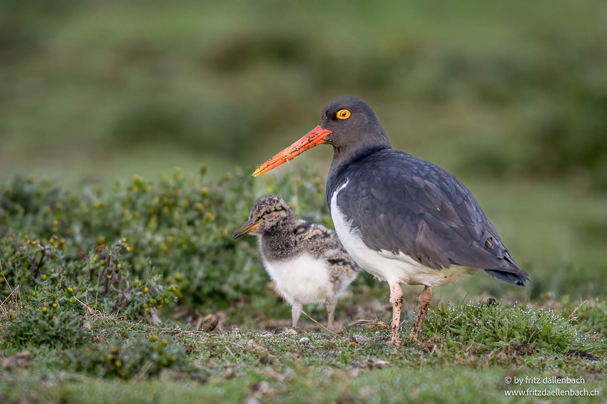 Magellanic Oystercatcher - ML647027871